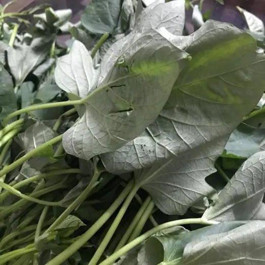Bó rau xanh khách tặng tiệm.