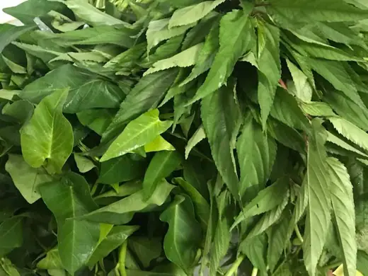 Mớ rau xanh khách tặng tiệm.
